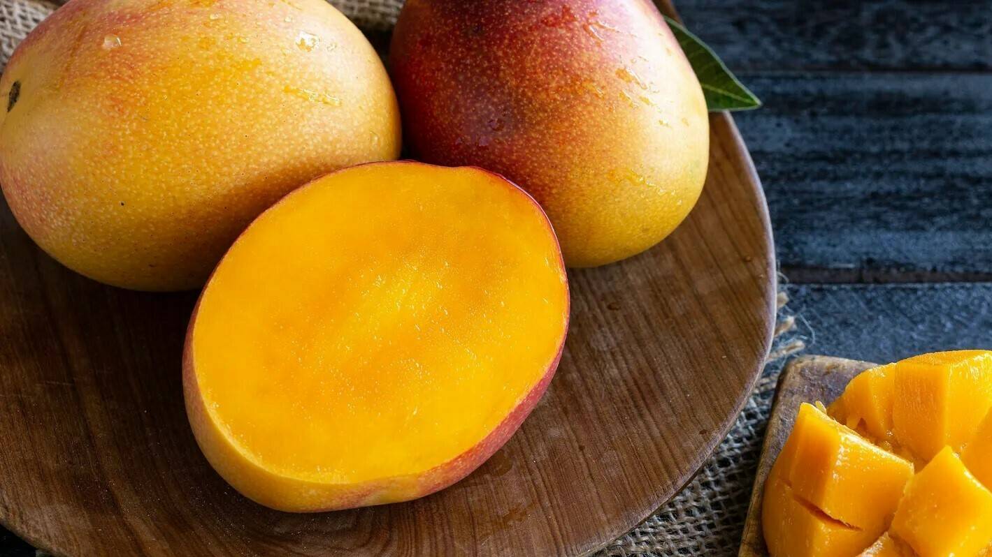 retos-mangos-mexicanos|Introducción-cultivo-mango-sur-peninsular|Dra María Hilda Pérez